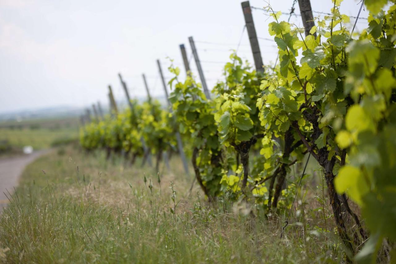 Weingut Schilling Hotel Seinsheim Ngoại thất bức ảnh